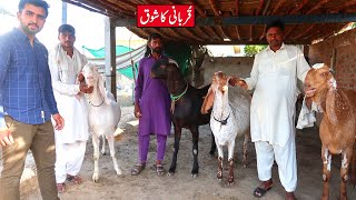 Beautiful Makhi Cheena Rajanpuri & Beetal Goats For Qurbani 2023