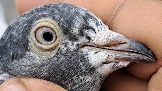 Ye hai asal breed ka tarika #pigeon #kabootar #breeding #kabutar