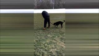 TUG OF WAR with Puppy DUKE (Doctor Tech vs PUPPY)