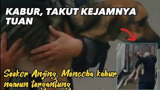 Saking Takutnya, Anjing Berusaha Kabur