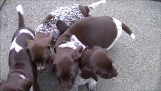 German Shorthaired Pointer Puppies