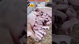 😱इतना बच्चा कौन पैदा करता है| #animalslover #youtubeshorts #shortsfeed #hog#shortvideo #yt #amazing