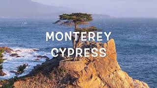 Monterey Cypress Trees