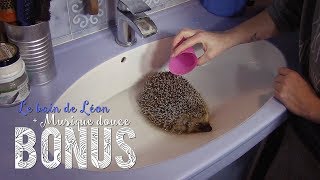 [BONUS] ~ Petit Bain pour Léon / Instant détente 🦔❤️