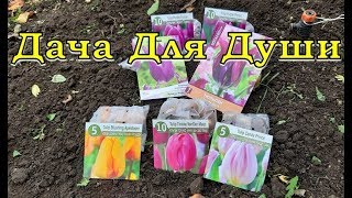 СУПЕР-ИДЕЯ для цветника из ТЮЛЬПАНОВ! Сажаем прямо сейчас 🌷🌷🌷