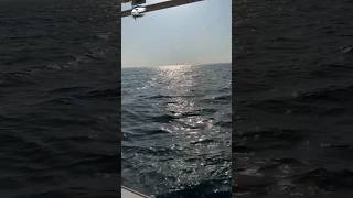 See how small tuna are being caught in UAE seas🎣😱#fishvideo #fishing #foryou #fish #tuna #uae #sea