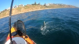 Kayak Fishing For Australian Salmon! BIG SCHOOL!!