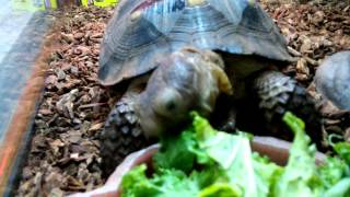 (Clark) my tortoise eating kale