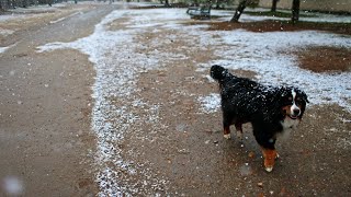 Bernese Mountain Dog Adoption Tips and Considerations