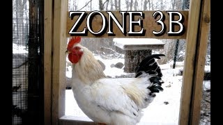 Zone 3b Chickens...raising a flock at 35 below zero