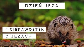 TOP 5 Ciekawostek o jeżach - 10 listopada Dzień Jeża