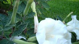 Night Blooming Datura July 4th, 2011.mp4