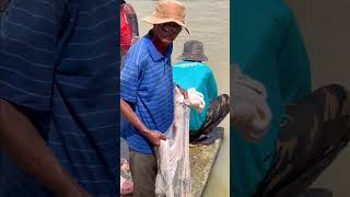 Fisherman Cast Net Fishing Real Life Amazing Fishing At Countryside.(Episode 166)