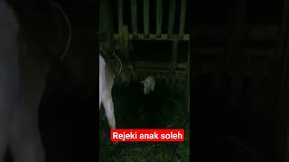 rejeki anak soleh