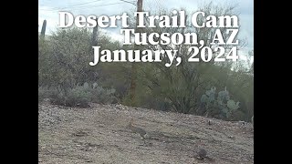 Desert Trail Cam, Tucson, AZ, January 2024 - Multiple Roadrunner Close ups!