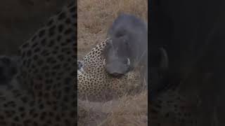 Wild boar in pain when being bitten by a hunting leopard