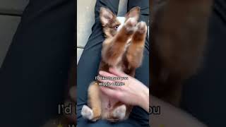 Cute Puppy dancing 😍😂#shorts #puppy