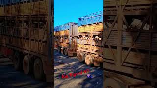 couple of NT roadtrain that's carters #kenworth #kenworthtrucks #cattletruck ##roadtrainsaustralia