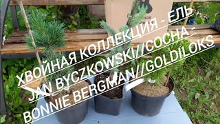 145.#Обзор новинок из Хвойной коллекции//Ель - Jan Byczkowski//Сосна - Goldilocks...//06.07.24