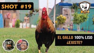 SHOT 19   El gallo 100% liso ¿Existe?