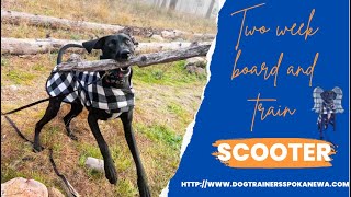 Lab/German Shorthair Pointer mix, 3 yr old, “Scooter” | Amazing Lab/GSP mix Obedience Training