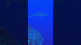 Caribbean Reef Shark in Grand Cayman 🦈