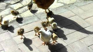 pulcini slow motion-slow motion chicks