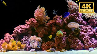 Coral Reef Aquarium 4K | 12 Hours of Calming Water Sounds for Sleep & Relaxation