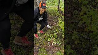 Wow, early in the season (Matsutake mushroom) #shortvideo #tiktok #reels #fyp #youtubeshorts #pnw