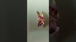 Genuine Ametrine from thecoveatfoxhollow.com