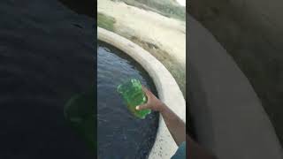 Shoukat Hussain Feeding Fish at Farm