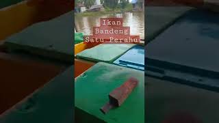 🔴 IKAN BANDENG 1 PERAHU (HASIL PANEN) #short #viral