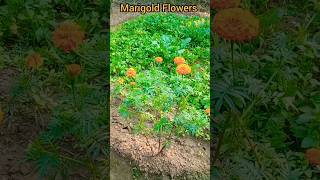 Beautiful nature 🥰🏵️ 🌺🌹||Marigold Flowers||#shorts