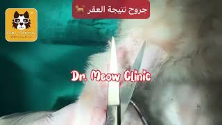 علاج جروح في قطه نتيجة العقر - Dr. Mohamed Kamal