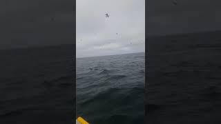 School of tuna fish feeding on caplin. Cape Spear Newfoundland