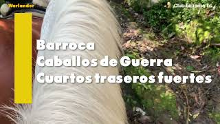 Caballo Warlander | portafolio  | Edición de video  #caballosecuador #cabalgatas #cabalgatasecuador