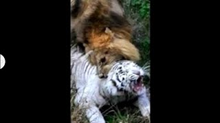 أسد هاجم نمر في السرك أمام المتفرجين&A lion attacks a tiger in a circus in front of spectators