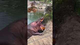 Hungry hippos enjoy pumpkin treats #ViralHog at #Toronto #zoo