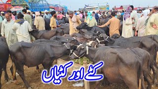 Lahore Katti-Katta Market Shahpur Kanjran | Katti Farming Business | Katta Farming Business Plan