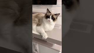 Lovely Cat  #funny #cat #pets #animal #short #246