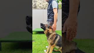 CONTROLE, PRECISÃO E INTENSIDADE - adicione um pastor alemão chamado Togo e Let's go! #dog #t #pets