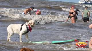 Ohana Dog Surfing Competition in Galveston