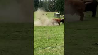 bull in ruttish #youtubeshorts #shortsvideo #shorts #bull #cow #cowvideos #cows #calf #animal #viral