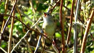 Сверчок Обыкновенный / Common grasshopper warbler