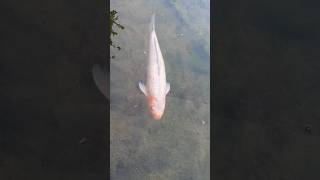 Clear water Fish #travel #explorecanada #shorts