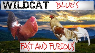 BLUE GAMEFOWL/WILDCAT BLUES AND MINER BLUES