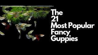 The 21 Most Popular Types of Guppy Fish 🐠