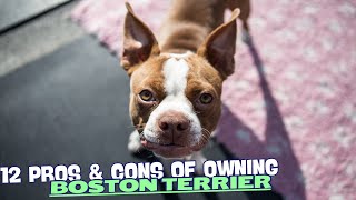 12 Pros & Cons of Owning a Boston Terrier🎩