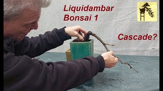 Liquidambar Bonsai 1