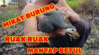 mikat burung ruak ruak hasilnya cukup lumayan